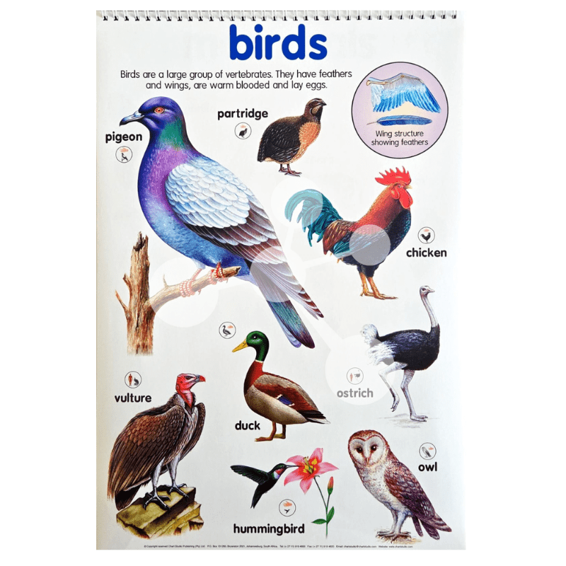 Birds poster showing pigeon chicken owl duck and wing structure diagram