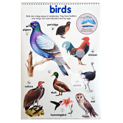 Birds poster showing pigeon chicken owl duck and wing structure diagram