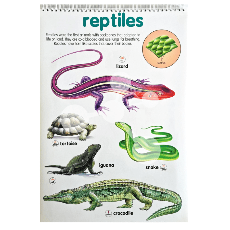 Reptiles poster with snake lizard crocodile and tortoise classification