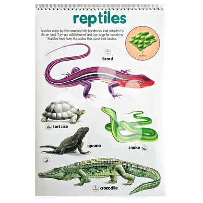 Reptiles poster with snake lizard crocodile and tortoise classification