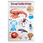 Invertebrates poster showing lobster spider jellyfish snail and worm