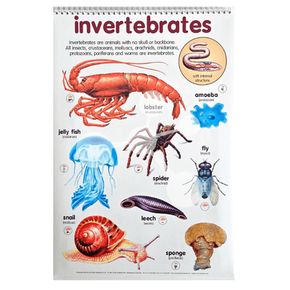 Invertebrates poster showing lobster spider jellyfish snail and worm