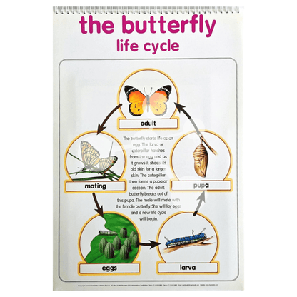 Butterfly life cycle poster showing eggs larva pupa and adult stages
