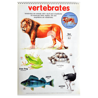 Vertebrates poster showing mammals birds reptiles fish amphibians examples
