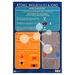 Atoms Molecules and Ions Wall Chart