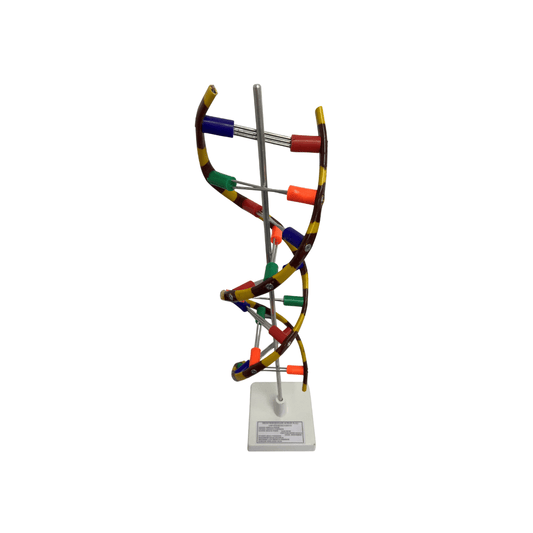Basic Educational DNA Models