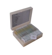 Basic GCSE slide set of 25