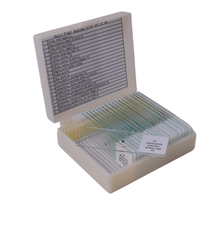 Basic Plant Anatomy slide set of 20