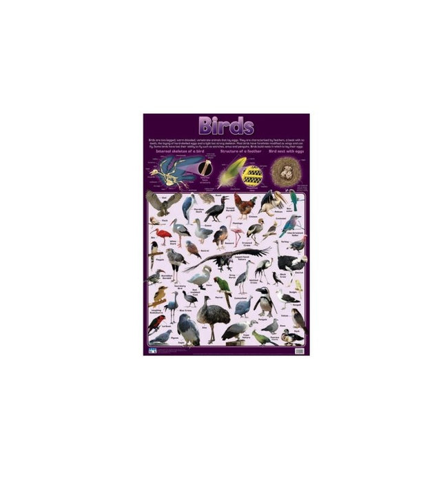 Birds - Wall Chart