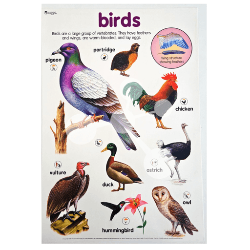 Birds Wall Chart