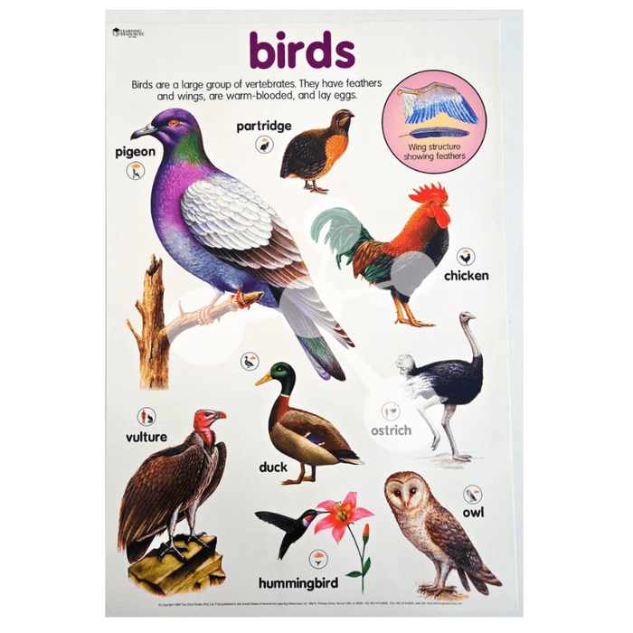 Birds Wall Chart