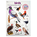 Birds Wall Chart