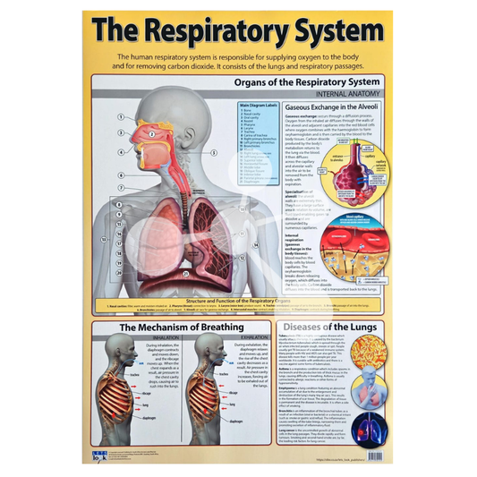 The Respiratory System Wall Chart