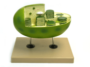 Chloroplast Model with cut away section to reveal internal structures