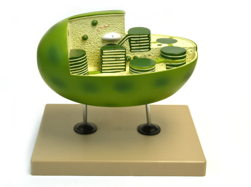 Chloroplast Model with cut away section to reveal internal structures