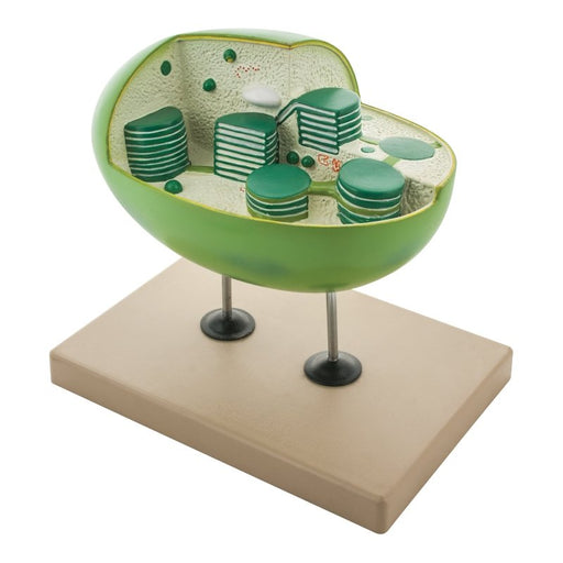 Chloroplast Model with cut away section to reveal internal structures