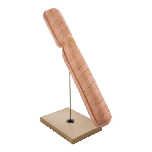 Chromosome Model Mounted on Base - Extra Large