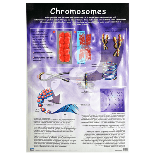 Chromosomes wall chart showing DNA structure and chromosome diagrams