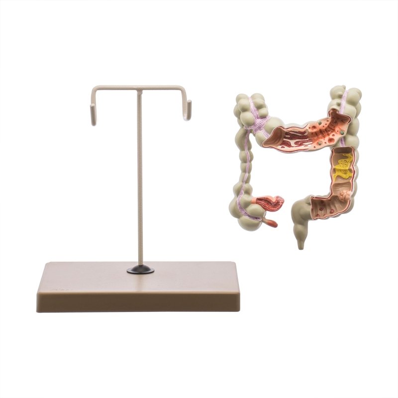 Colon Human Model