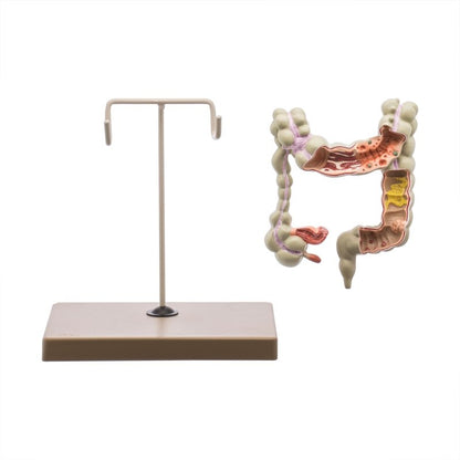 Colon Human Model