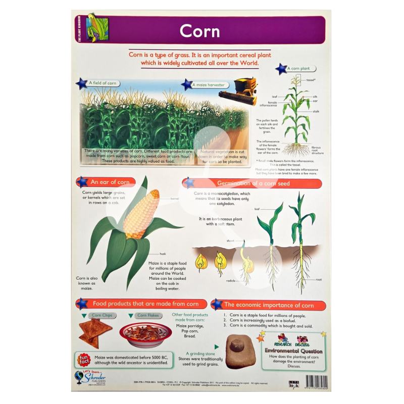 Corn Wall Chart