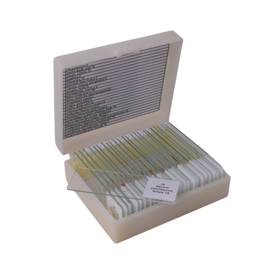 Basic Zoology slide set of 25
