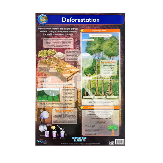 Junior deforestation wall chart showing forest layers and environmental impact for young learners