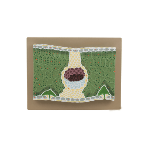 Dicot Leaf Model, on Base - Greatly Magnified