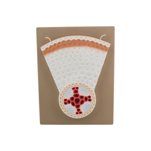 Dicot Root Model - Transverse Section with Hand Painted Details