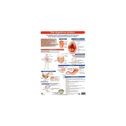 Digestive System - Wall Poster