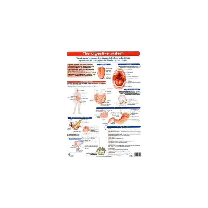 Digestive System - Wall Poster