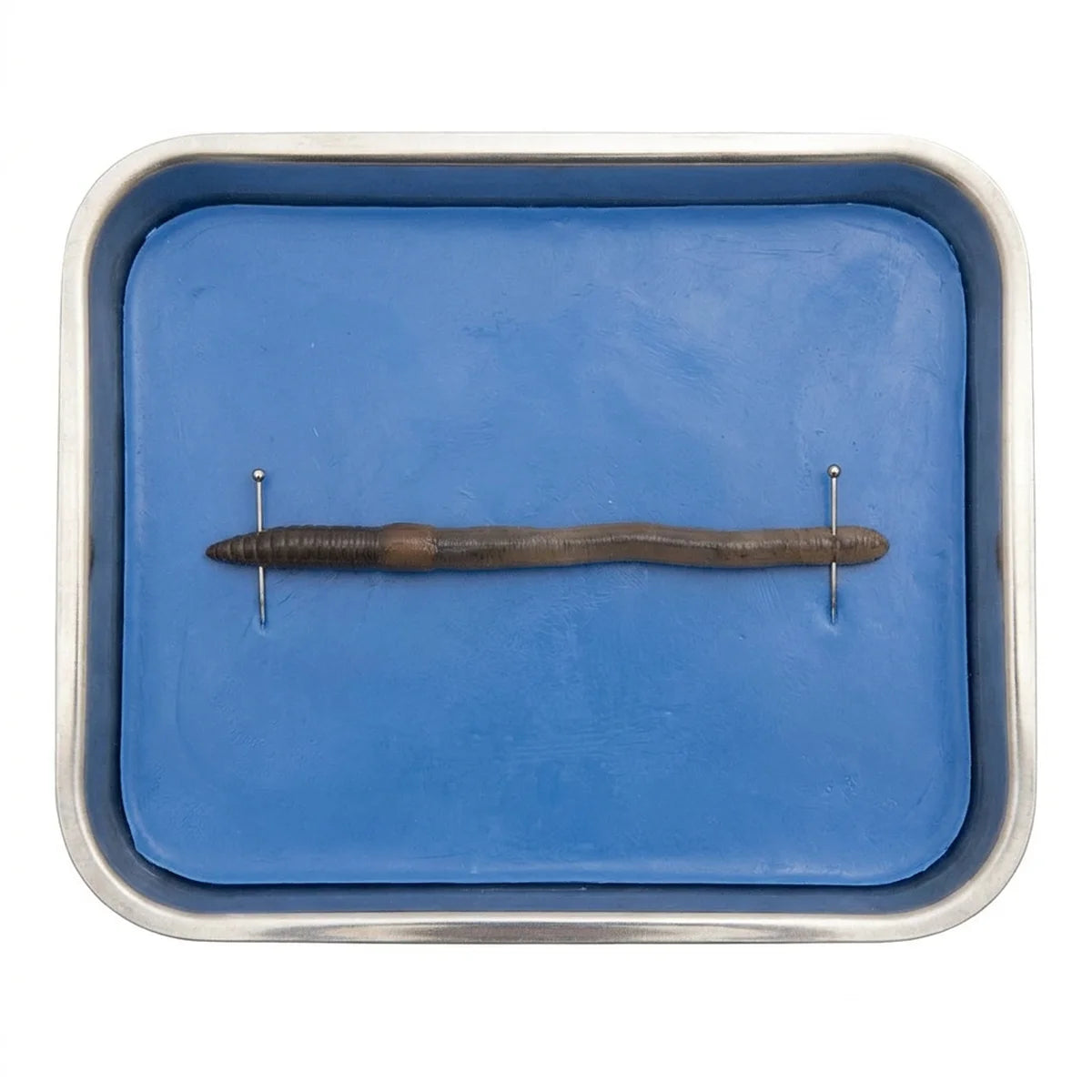 Specimen pinned on wax dissecting tray