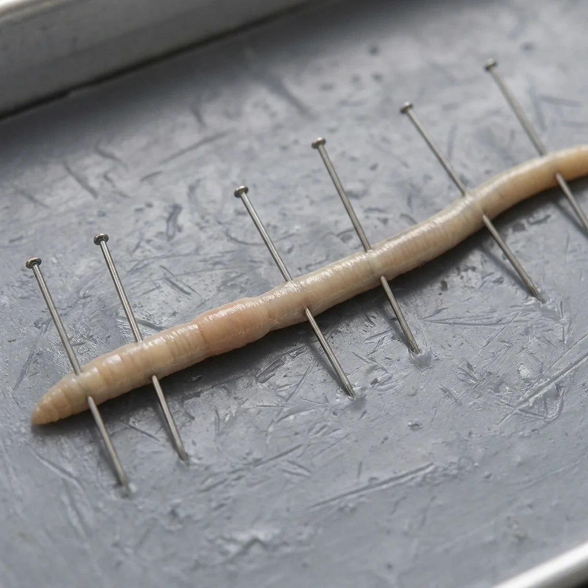 Pins holding a specimen stretched flat