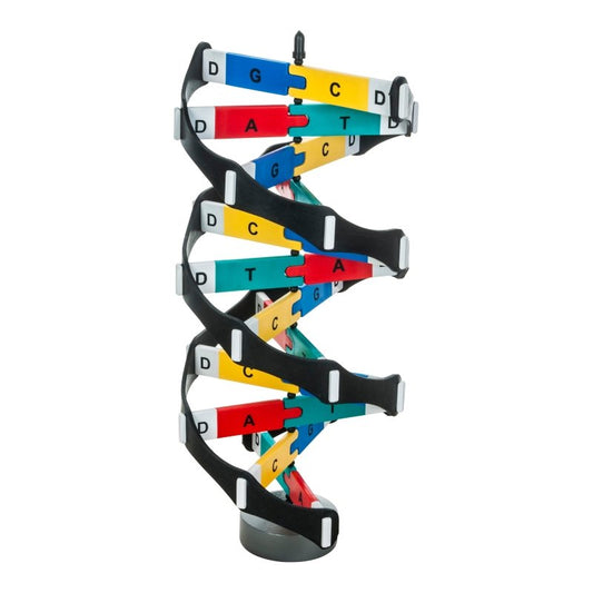 DNA Model Kit - Superior