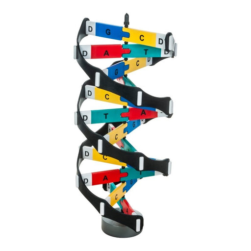 DNA Model Kit - Superior