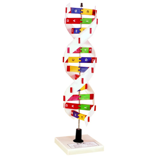 DNA Molecular Model Kit | Build DNA & Explore Genetics