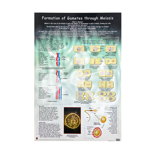 Formation of Gametes through Meiosis Wall Chart