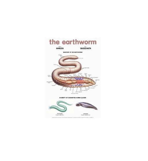Earthworm - Wallchart