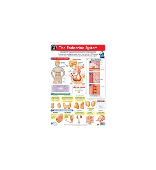 Endocrine System Sep, LL - Wall Poster