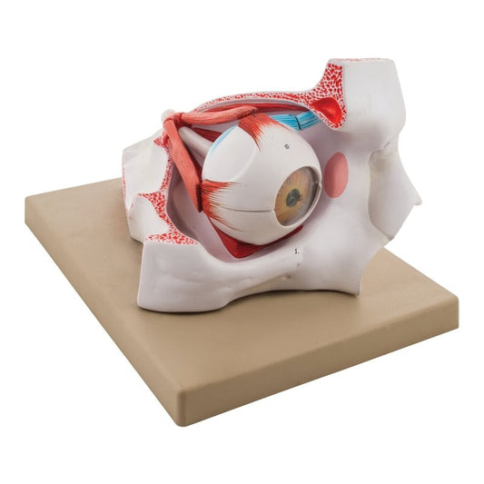 Enlarged Human Eye in Bony Orbit Model - 9 Parts