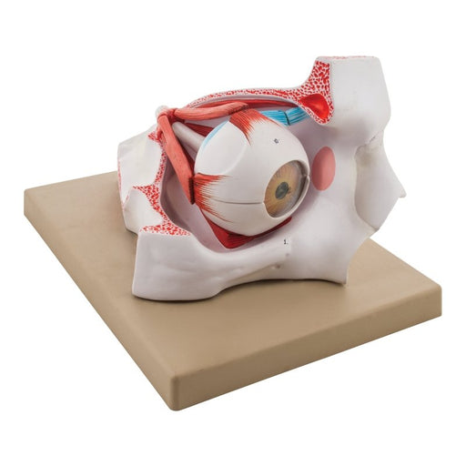 Enlarged Human Eye in Bony Orbit Model - 9 Parts