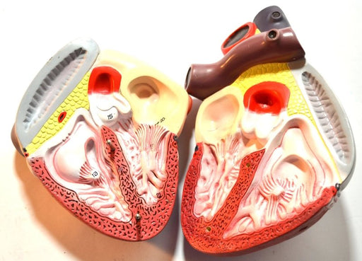 Enlarged Human Heart Model, 2 Parts