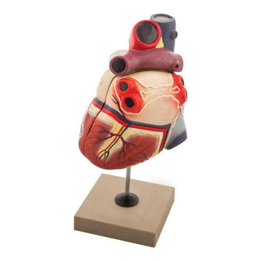 Enlarged Human Heart Model, 2 Parts