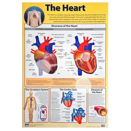 The Heart Wall Chart