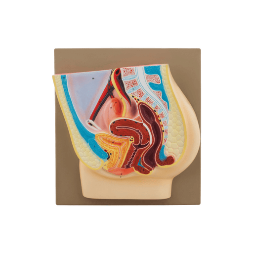 Female Pelvis Model