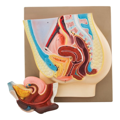 Female Pelvis Model with Removable Bladder and Rectum