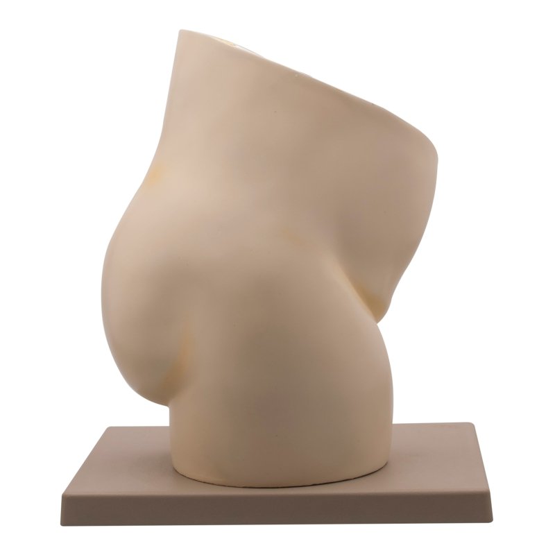 Female Pelvis Section Model Two Parts