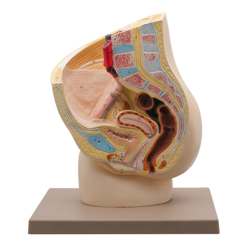 Female Pelvis Section Model Two Parts