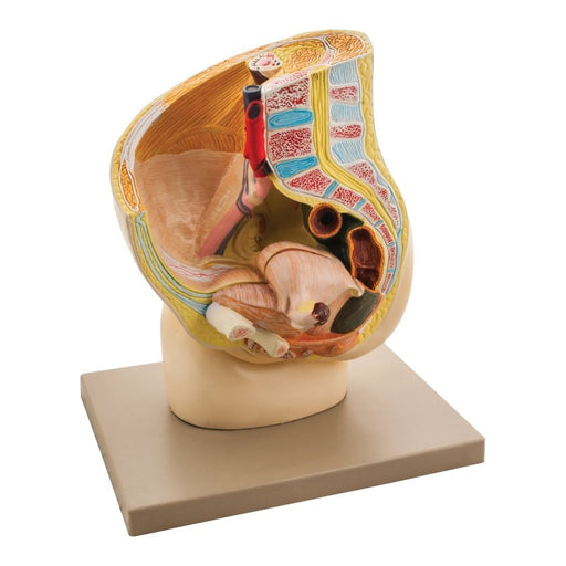 Female Pelvis Section Model Two Parts