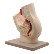 Female Pelvis Section Model Two Parts
